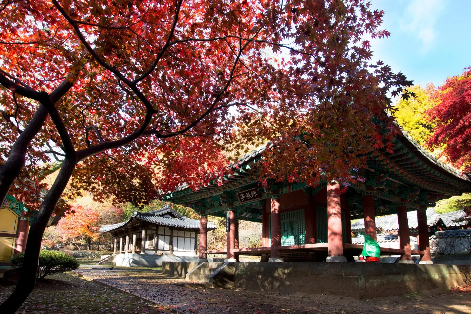 붉은 단풍 가지 아래의 채미정. 단청 처마와 적색 기둥, 처마 밑 현판 «採薇亭»이 보이고, 왼쪽 뒤로 한옥 한 채가 있다. 앞마당에 낙엽이 깔려 있다.